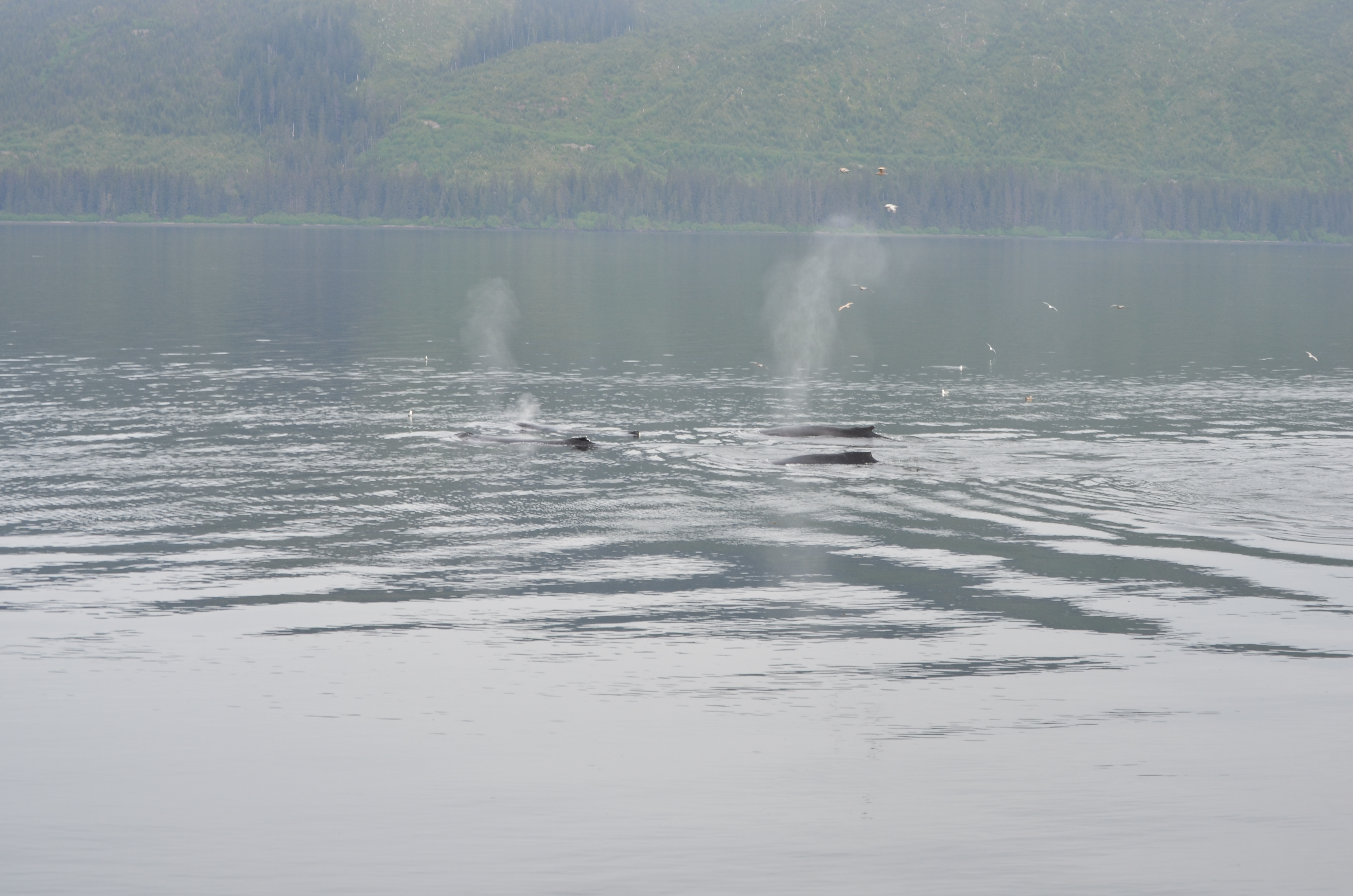./2017/08 - Alaska Cruise/10 - Icy Strait Point/DSC_0197.JPG